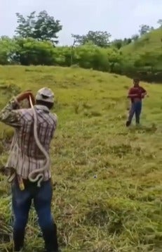 hombre manipula serpiente venenosa en Olancho