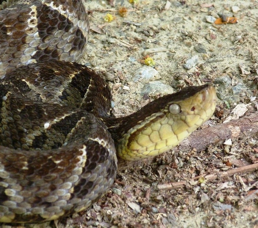 niño es mordido serpiente en El Paraíso