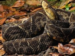 Niño mordido por serpiente en El Paraíso