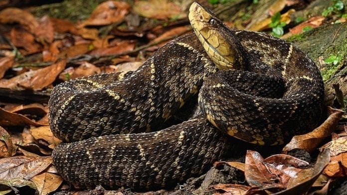 Niño mordido por serpiente en El Paraíso