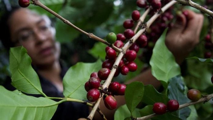 café honduras