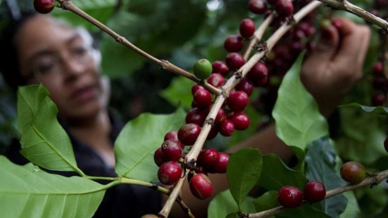 café honduras