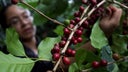 cafe-honduras-6