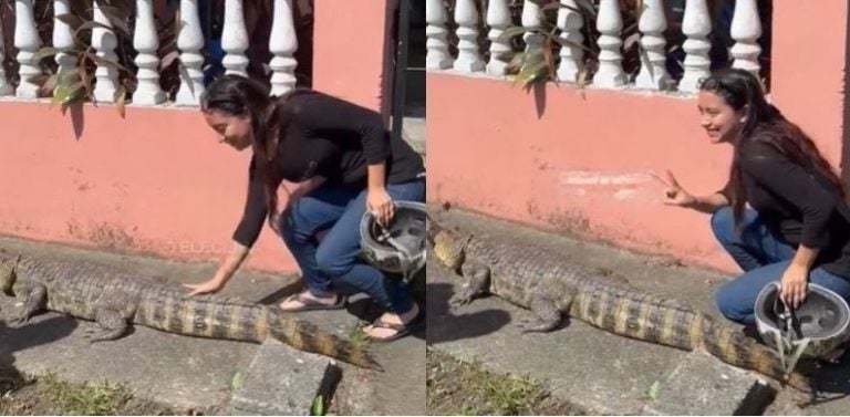 Pobladores se toman fotografías con cocodrilo en La Ceiba