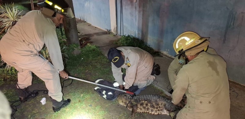 Cocodrilo causa terror en La Ceiba