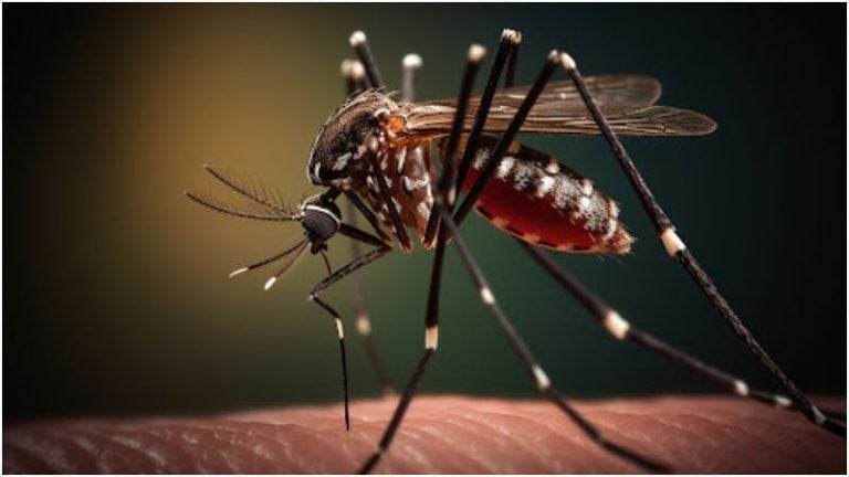 dengue Honduras