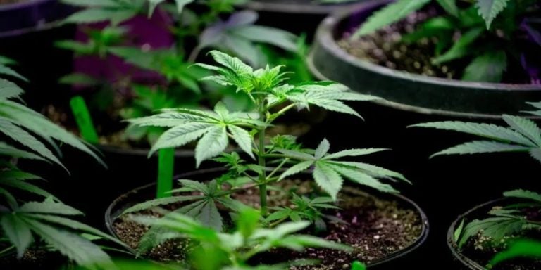 fumar marihuana