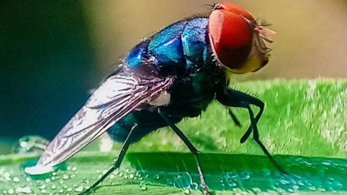 Cómo identificar a la mosca del gusano barrenador