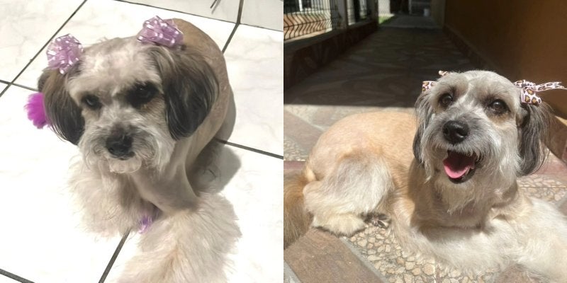 perrita