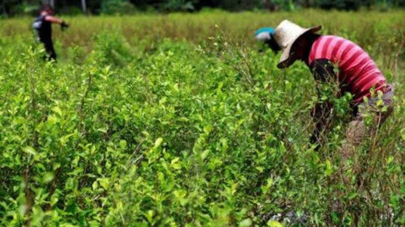 Honduras suma más territorios con cultivos de coca