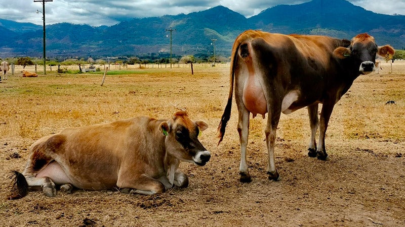 Vaca