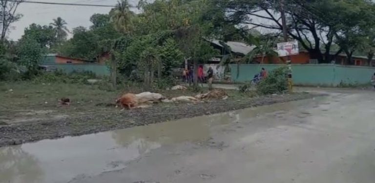 VIDEO | Vacas mueren electrocutadas por cable de alta tensión en Choloma