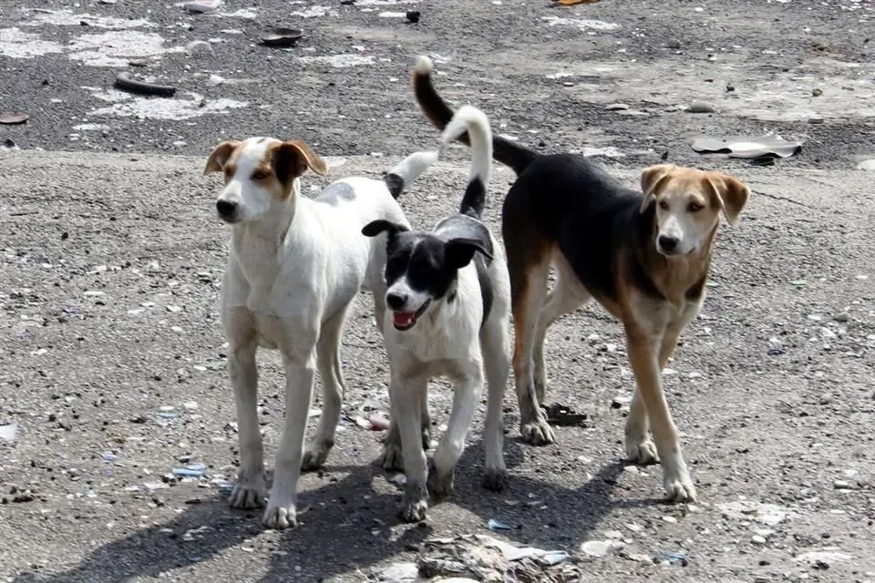 Muere mujer perros Guaimaca