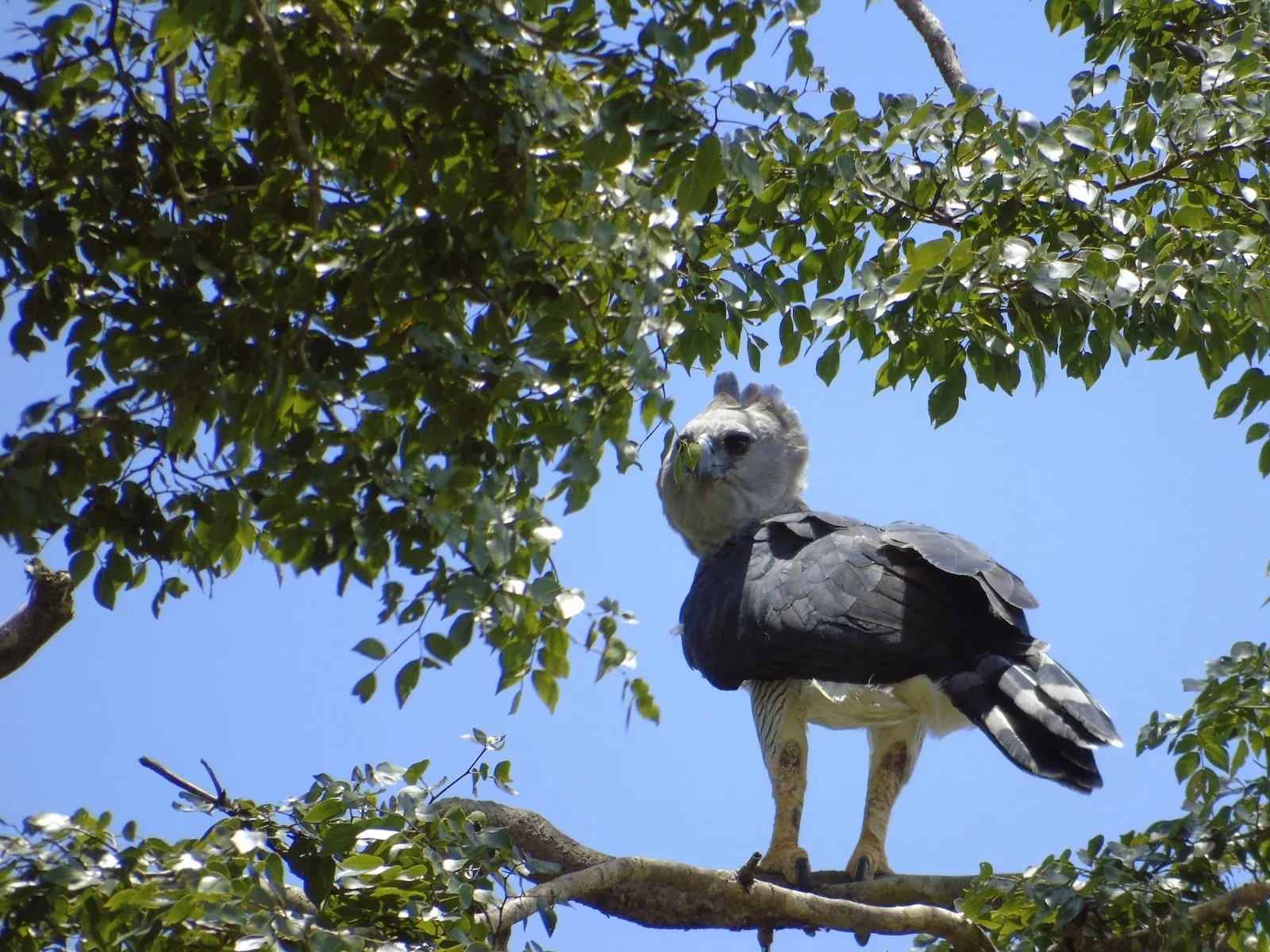 Reaparece el águila arpía en Chiapas 12 años