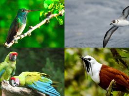 Aves