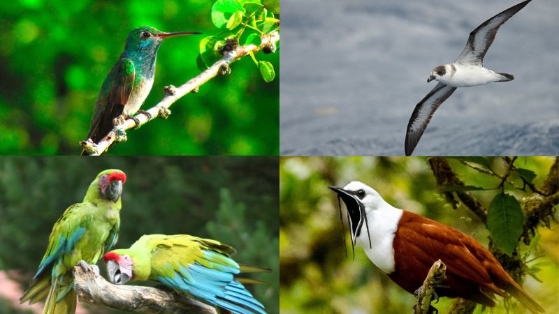 Aves