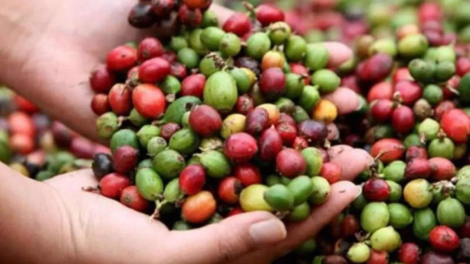 Exportaciones de café hondureño 
