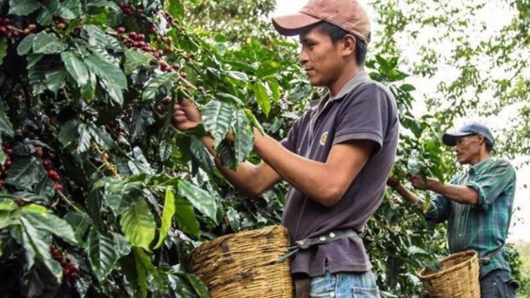 Cafetaleros confían en cumplir con norma de exportación europea antes de diciembre