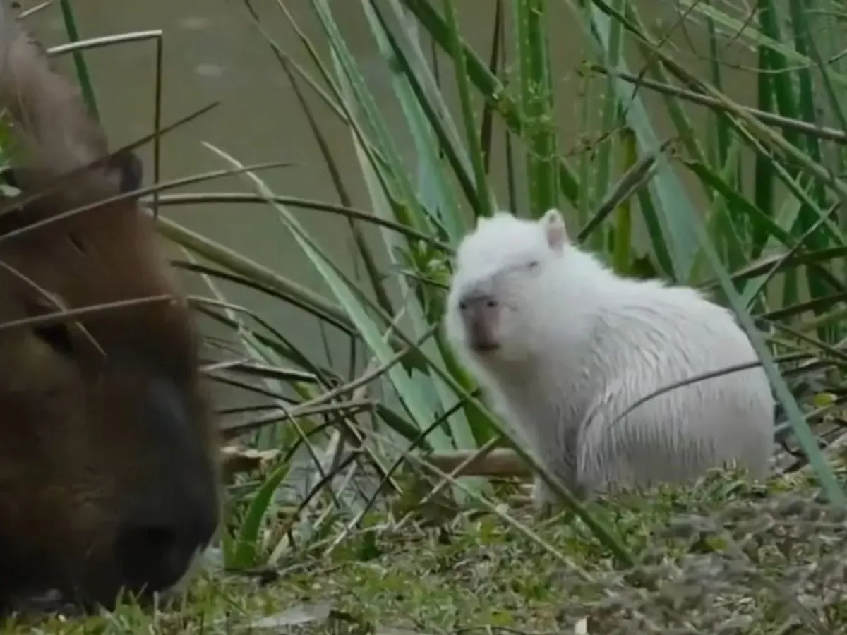 Capibara albino