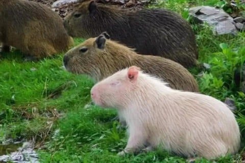 Capibara albino
