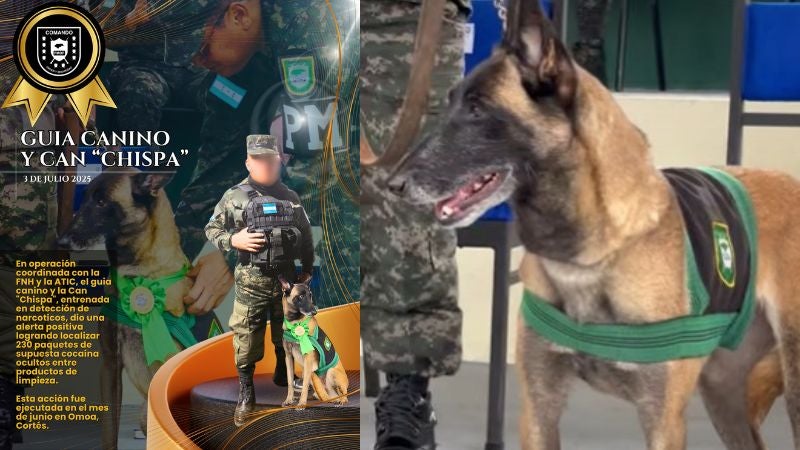 Chispa perro detección droga