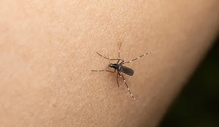 Choluteca dengue