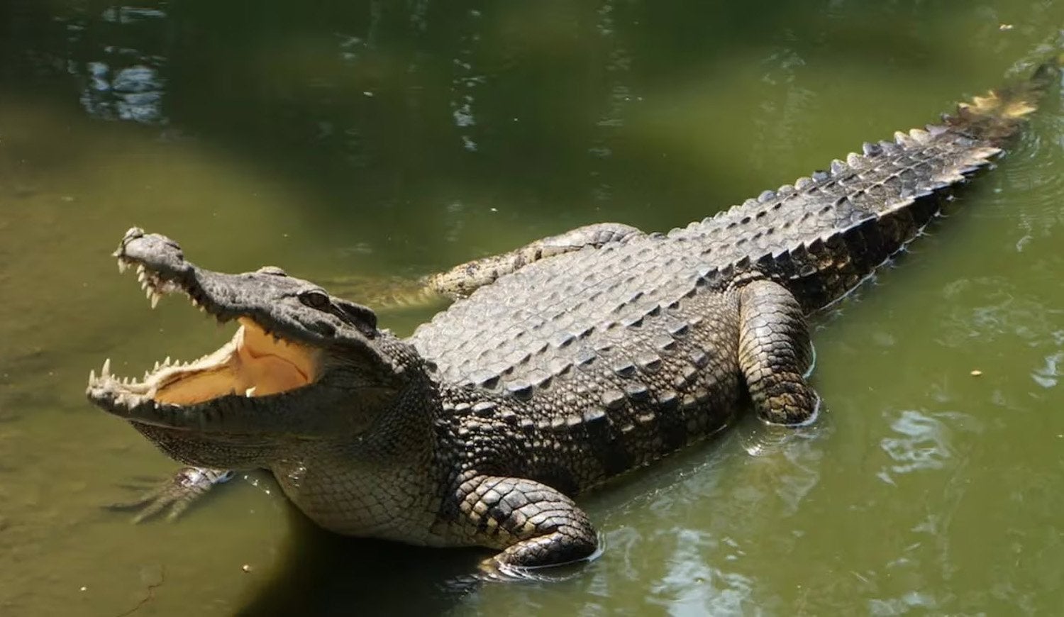 Animal