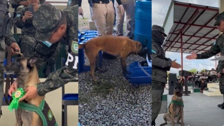 Honores Chispa incautar cocaína