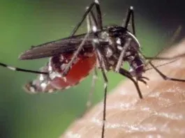 Menores 10 años afectados dengue