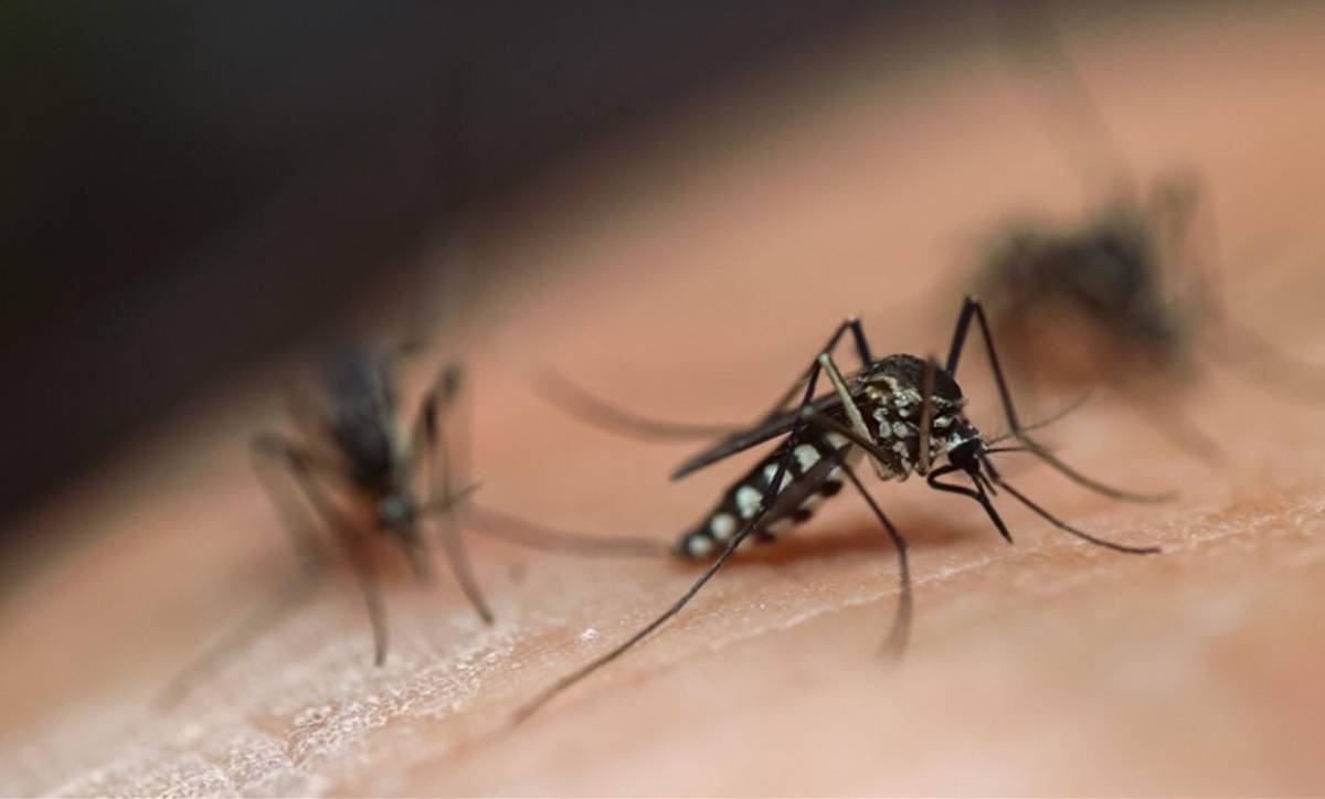 Choluteca por repunte de casos de dengue