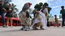 gallinas-mejor-vestidas-1