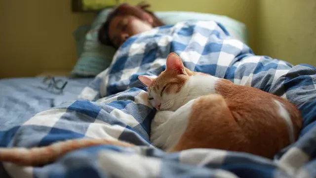 Gato