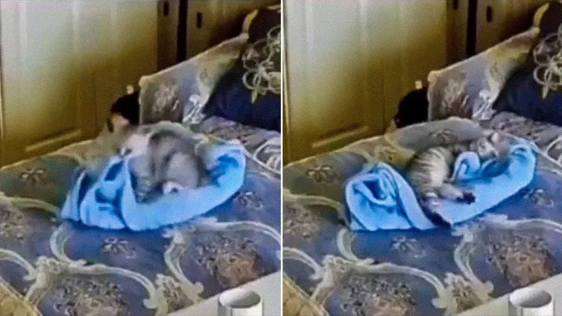 Gato