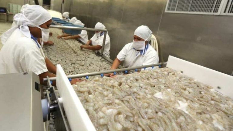 Honduras podrá exportar camarón y peces vivos a Corea del Sur