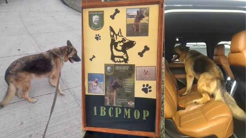 Koby perro militar experto