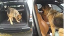 koby-perro-militar-4