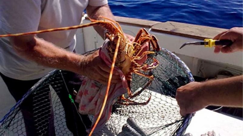 Arranca pesca de langosta espinosa 