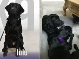 Lulú perrita dejó CIA