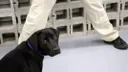 lulu-perrita-de-la-cia