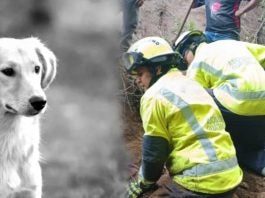 perrita