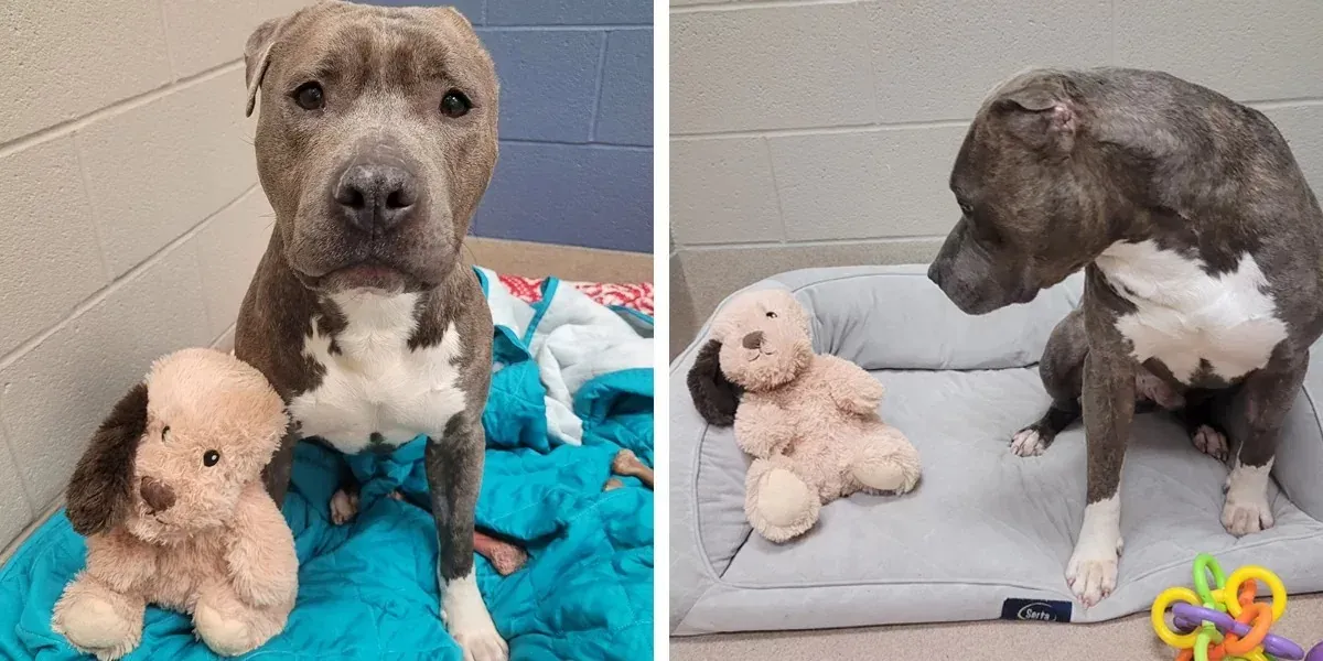 Perrito de refugio con una sola oreja