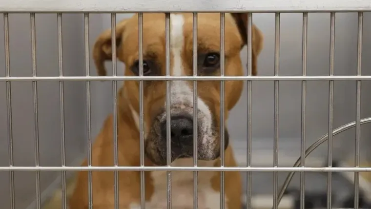 Refugios saturados por animales deportaciones