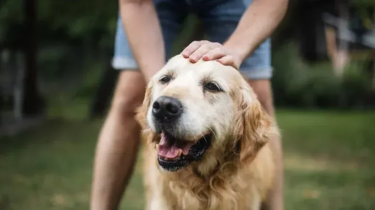 Inventar apodos absurdos para tu perro tiene una explicación científica