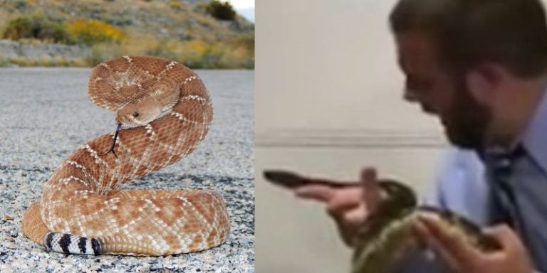 Pastor muere tras dejarse morder por una serpiente cascabel para probar su fe