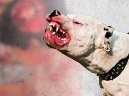 Pitbull ataca a niño y casi le arranca la oreja en TGU: madre exige justicia