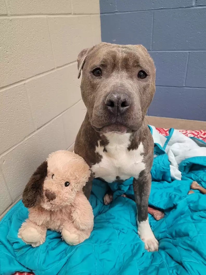 Perrito de refugio con una sola oreja