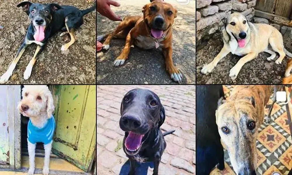Día Mundial del Perro
