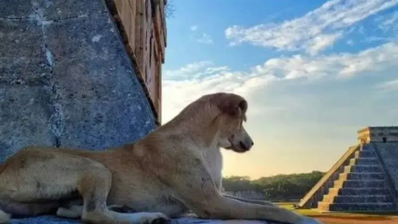 Perros (3)