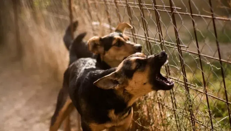 Muere mujer perros Guaimaca