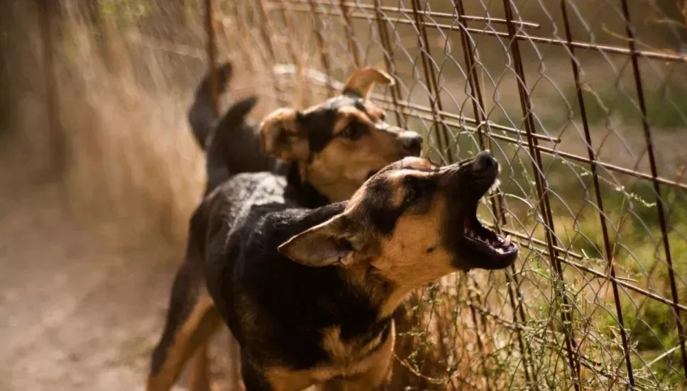 Muere mujer perros Guaimaca